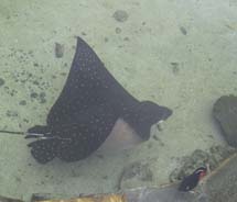 The 15-year-old eagle ray, Kai Nalu, at the Four Seasons Resort Hualalai at Historic Kaupulehu // © 2011 Skye Mayring